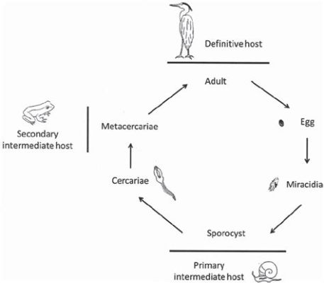  コクシジウム - 静かな寄生者で、複雑な生命サイクルを持つ驚くべき生物！