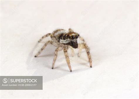   jumping-spider 驚きの跳躍力と鮮やかな色彩を持つ小さな狩人！