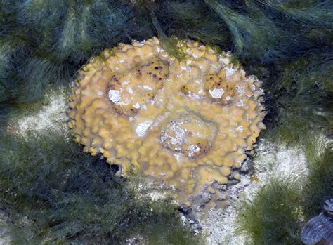  Rhabdastrella!  This Remarkably Unique Sponge Lives In Shallow Tropical Waters And Possesses An Intricate System Of Canals For Water Filtration.