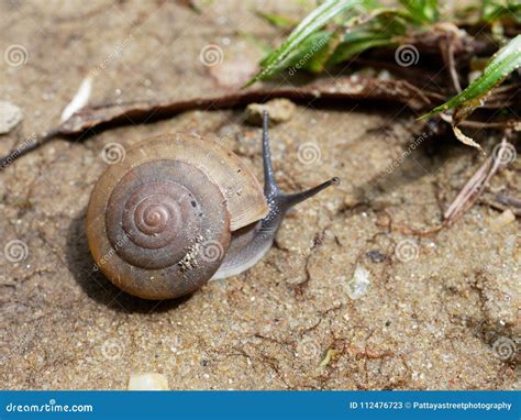  ウェ hablan Snail：貝殻の鎧を身にまとい、粘液で世界を這い回る！