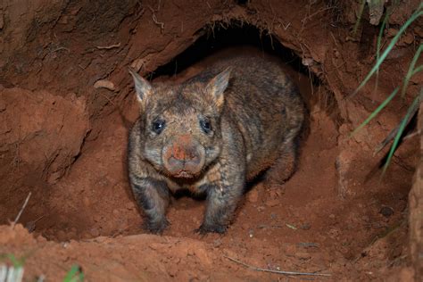  ウォンバット、穴の中で過ごす、オーストラリアの毛むくじゃらの大食漢！