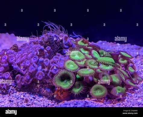  Zoantharia は、その鮮やかな色と独特の形状で水中の庭園を彩る生き物です！